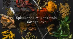 The Spices and Herbs of Kerala: A Journey into Ayurveda and Wellness